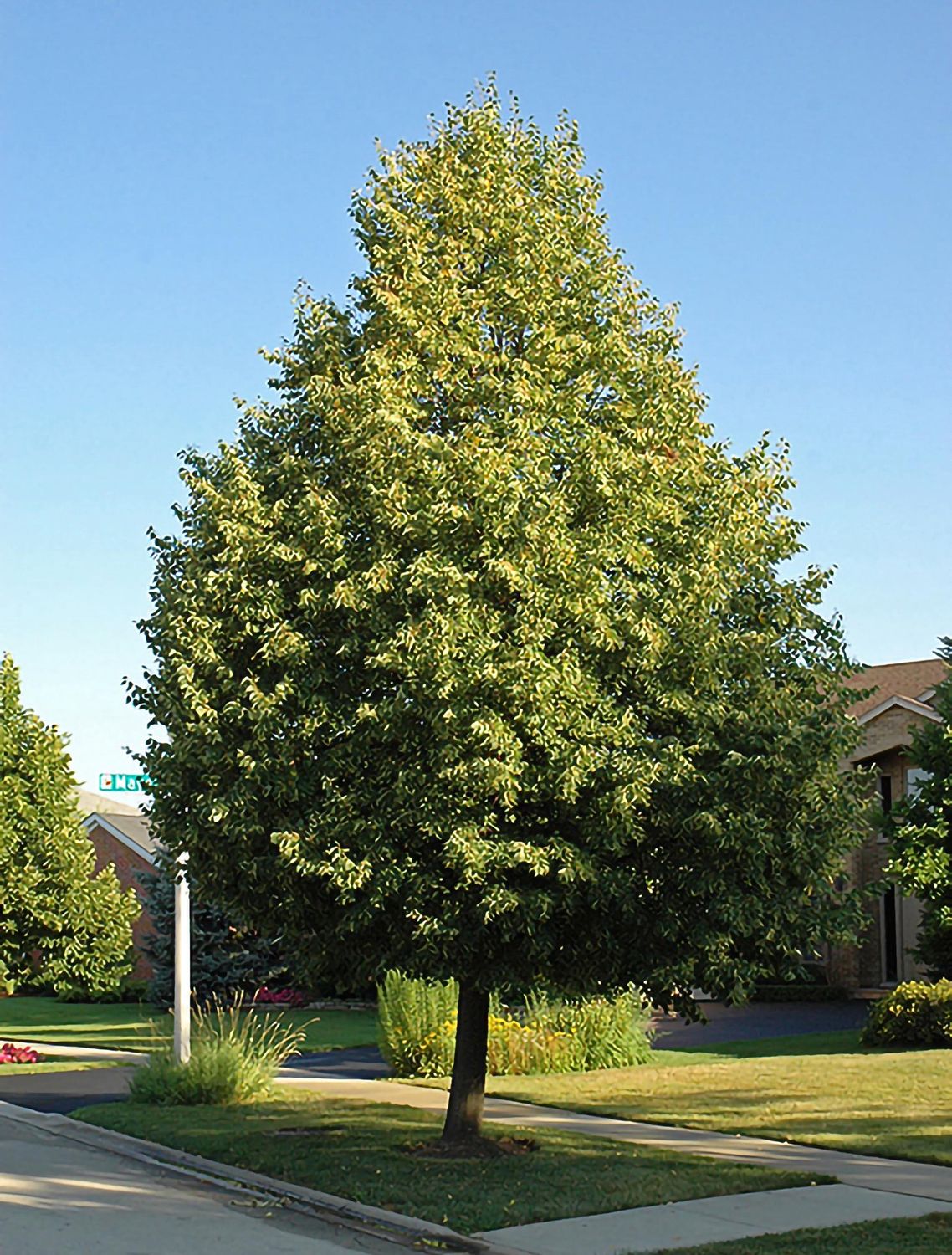 Linden, Glenleven 15 gal
