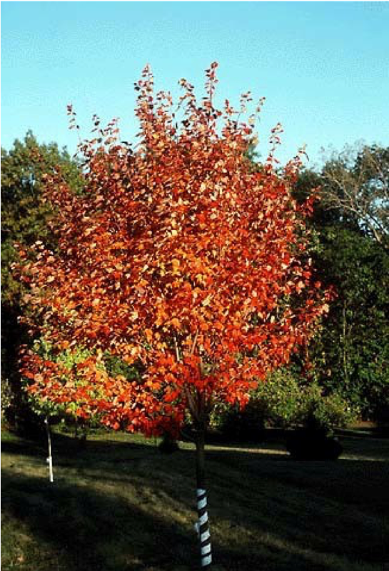 Maple, Northwood  10 gal