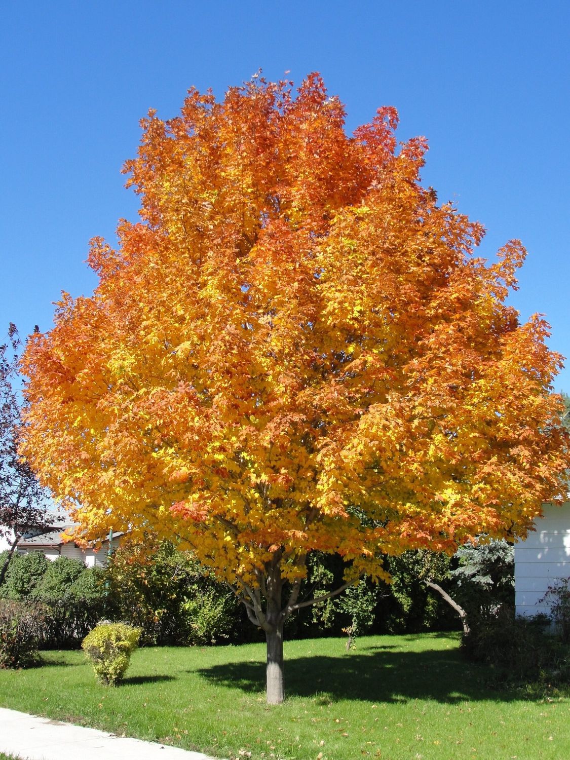 Maple, Unity Sugar 10g 1&quot;
