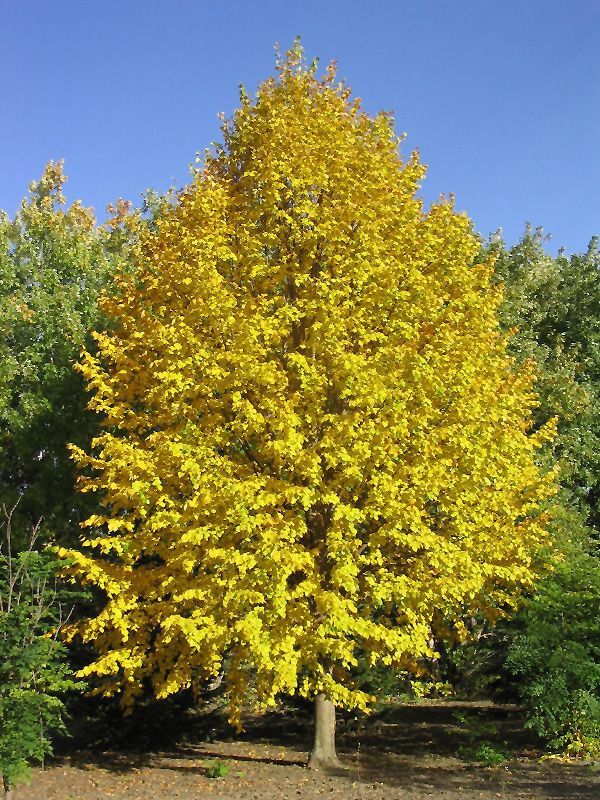 Linden, Harvest Gold 7 gal