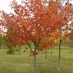 Maple, Northwood 15 gal