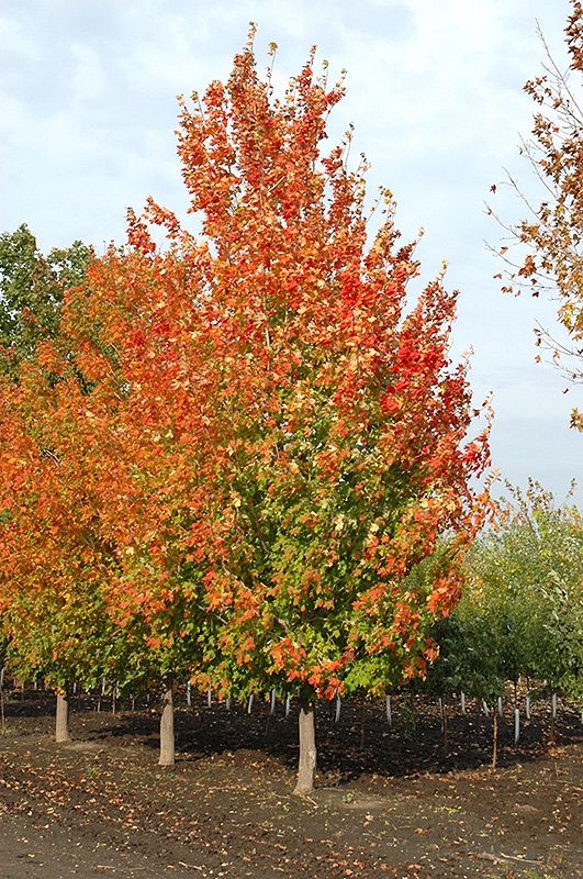 Maple, Inferno Sugar 10gal