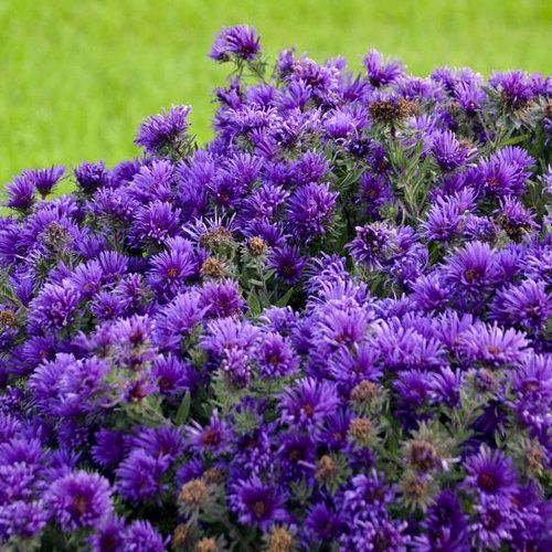 Aster, Grape Crush 1 gal