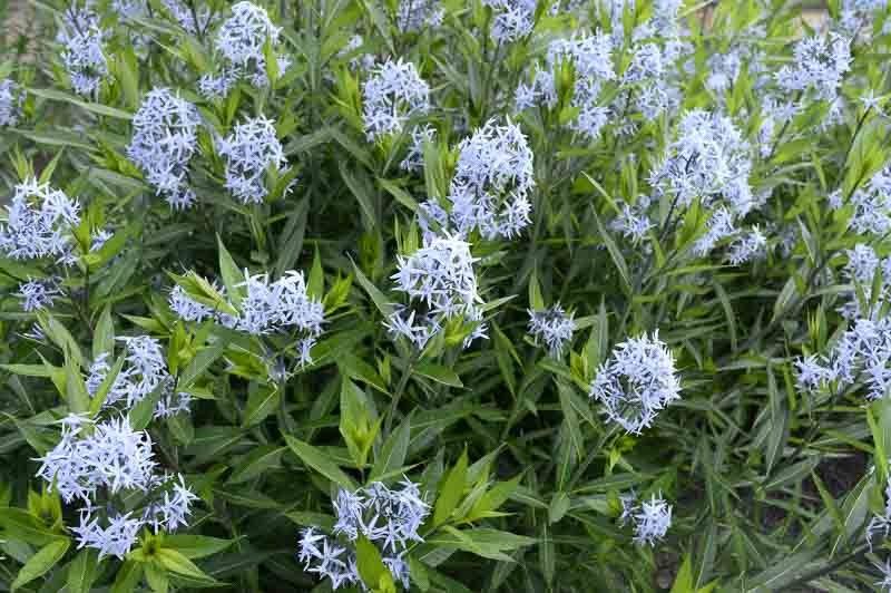 Amsonia, Blue Ice Bluestar 1 gal