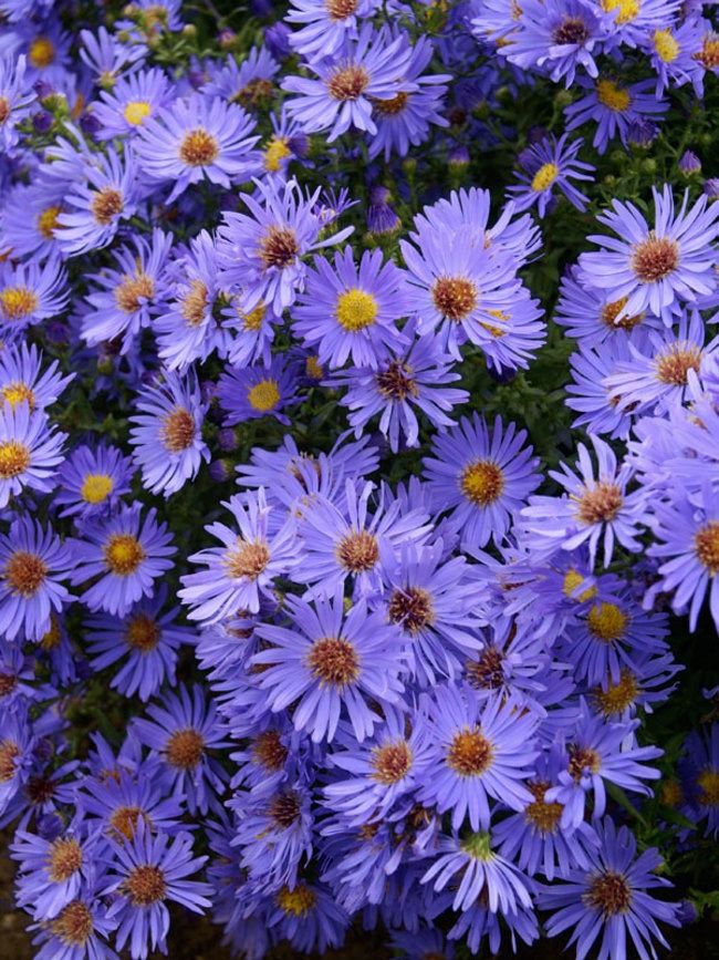 Aster, Woods Blue 1 gal