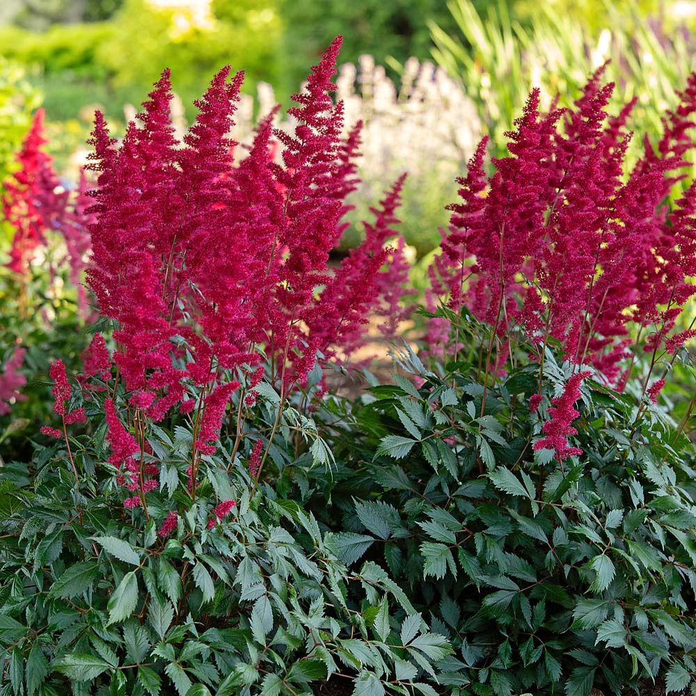 Astilbe, Fanal Red 1 gal