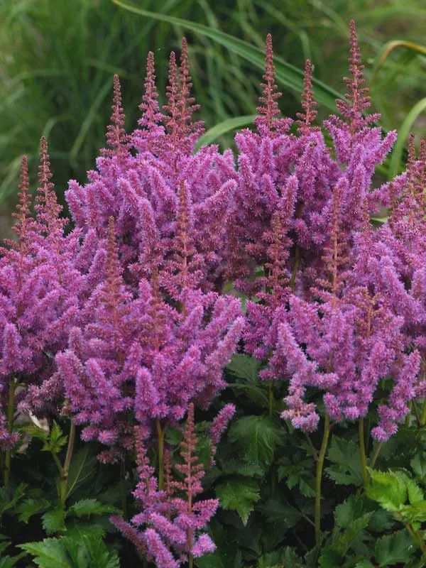 Astilbe, Visions Raspberry 1 gal
