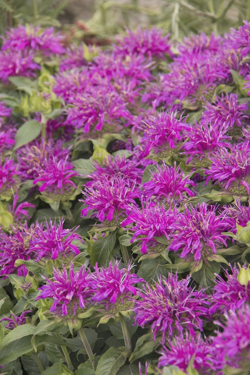 Bee Balm, Balmy Lilac 1 gal