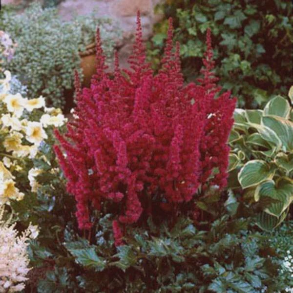 Astilbe, Visions Red 1 gal