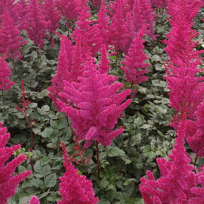Astilbe, Visions Volcano 1 gal