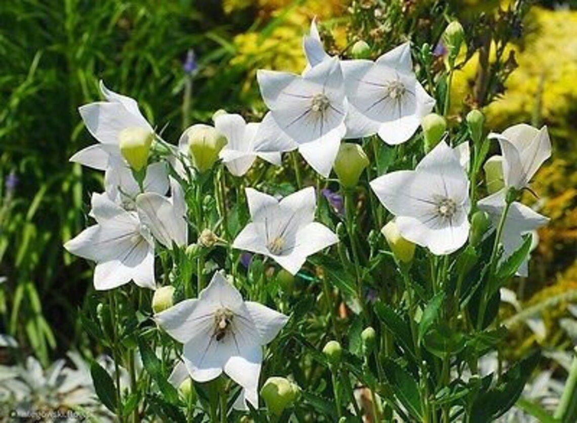 Balloonflower, Twinkle White 1 gal