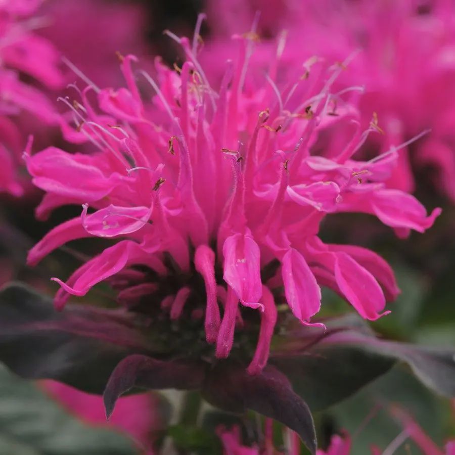 Bee Balm, Balmy Rose