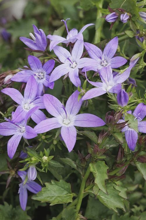 Bellflower, Purple Fountain 1 gal