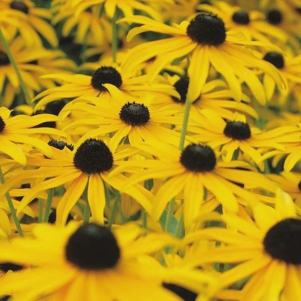 Black Eyed Susan, Gold Rush 1 gal
