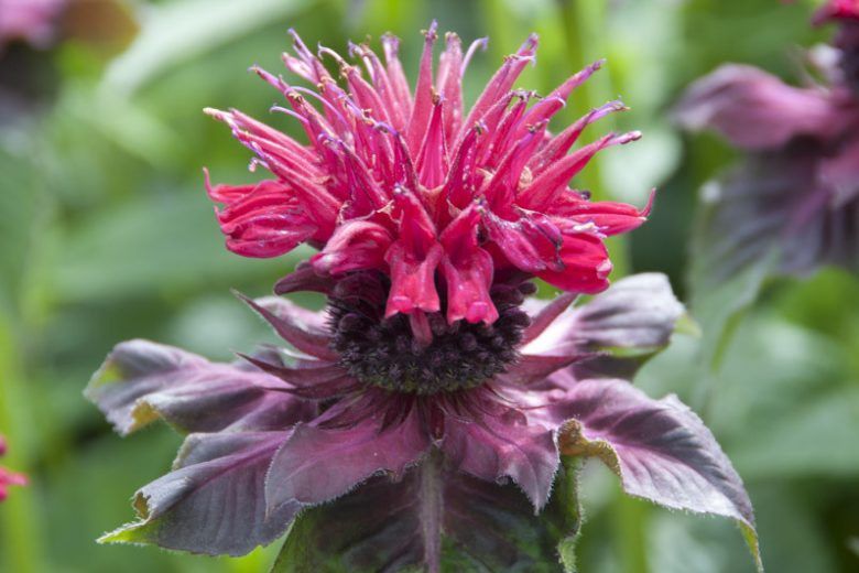 Bee Balm, Petite Delight 1gal