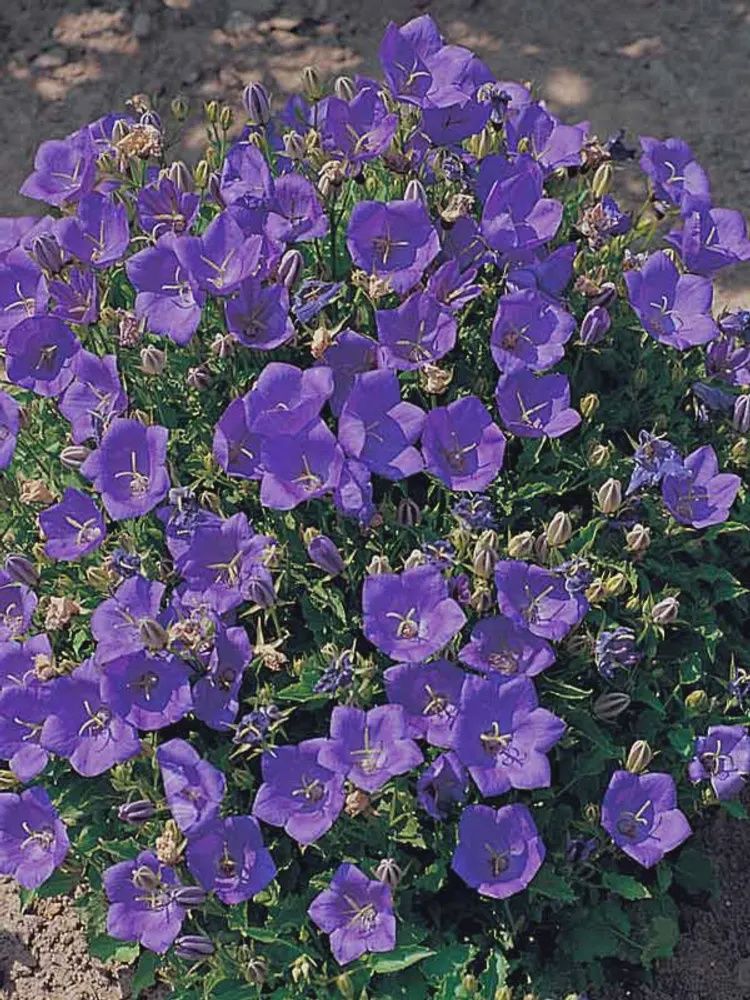 Bellflower, Deep Blue Pristar 1 gal