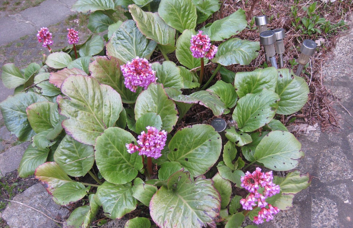 Bergenia, Heartleaf 1 gal