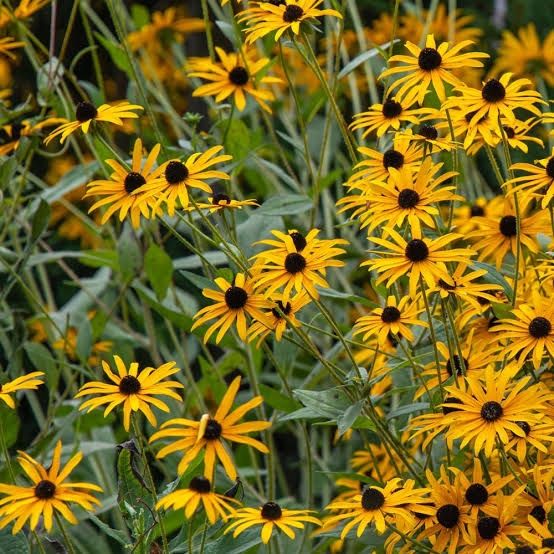 Black Eyed Susan 1 gal