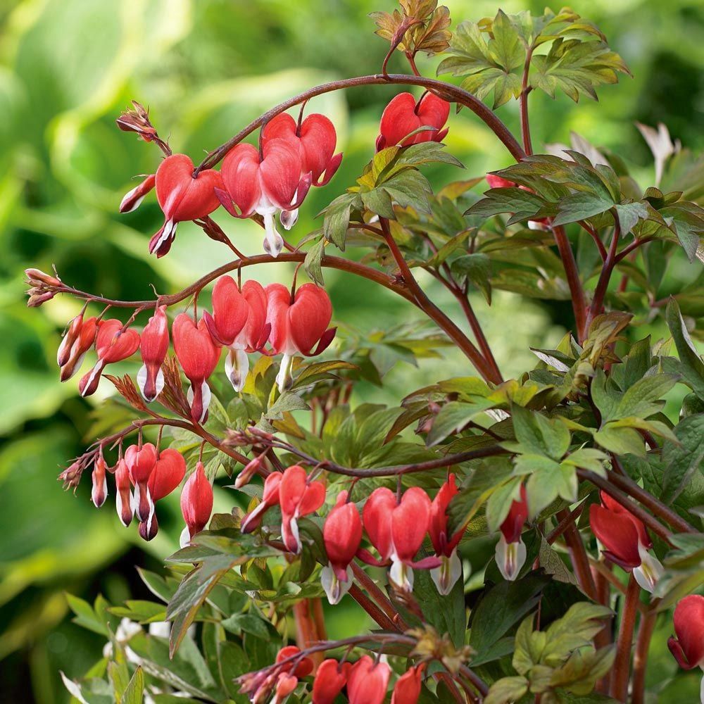 Bleeding Heart, Valentine 1 gal