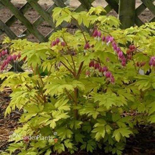 Bleeding Heart, Gold 2 gal