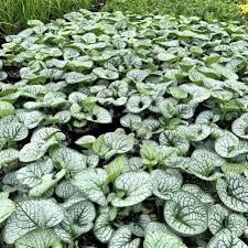 Brunnera, Silver Heart 1gal