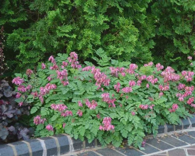 Bleeding Heart, Luxuriant 2 gal