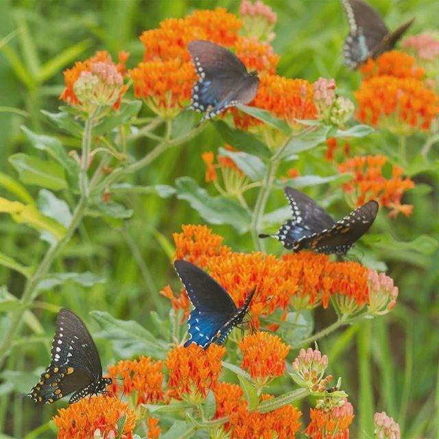 Butterfly Weed Flower 1 gal