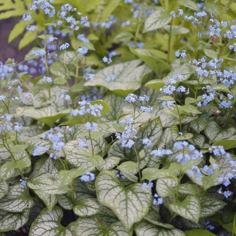 Brunnera, Jack Frost 1gal