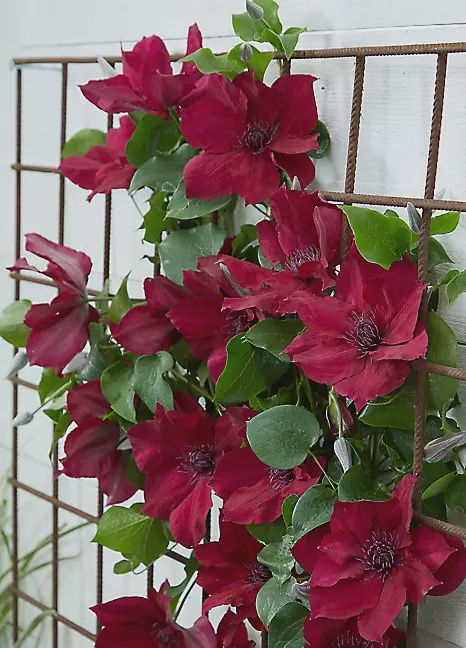 Clematis, Boulevard Nubia 2 gal