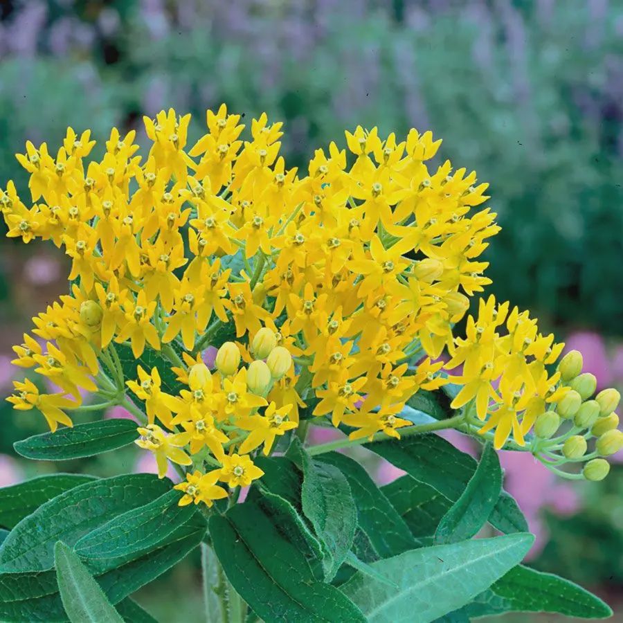Butterfly Weed, Hello Yellow 1 gal