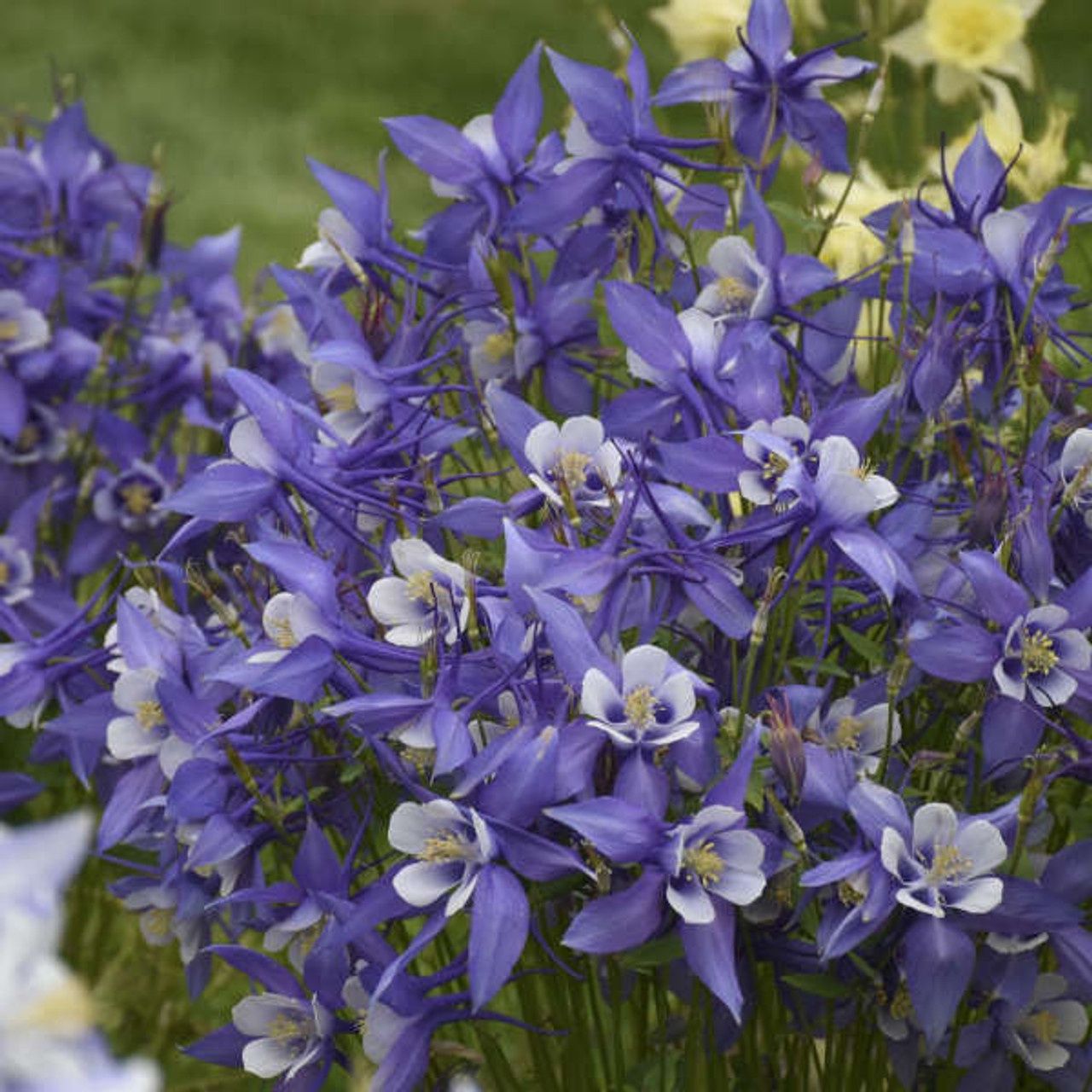 Columbine, Deep Blue &amp; White 1 gal