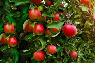 FRUIT TREES