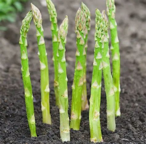 Asparagus, Jersey Knight 1 gal