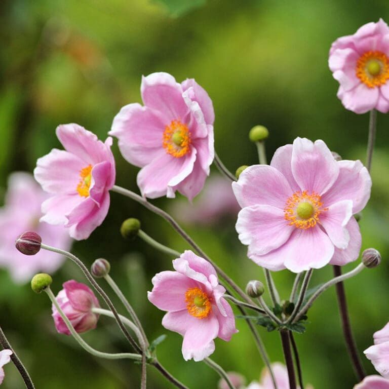 Anemone, Robustissima 1 gal