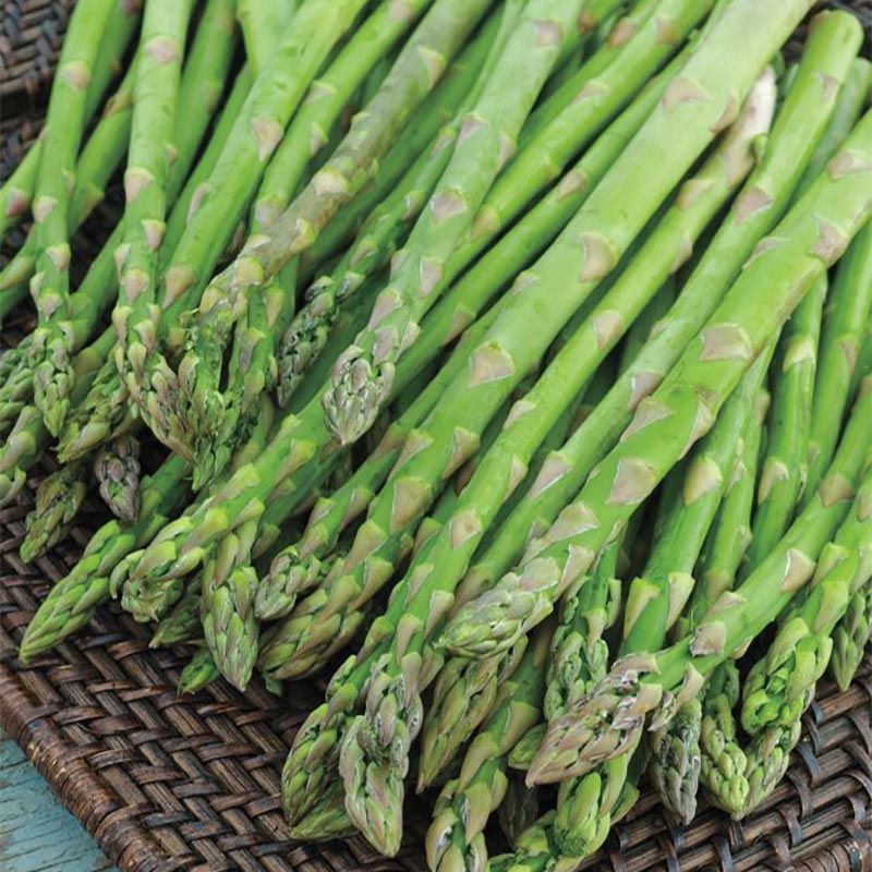 Asparagus, Jersey Knight 2 Yr #1