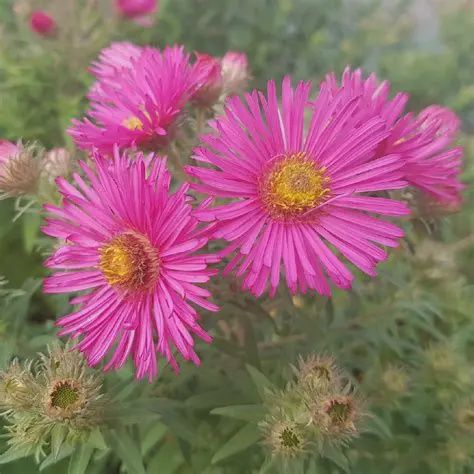 Aster, Alma Potschke 1 gal