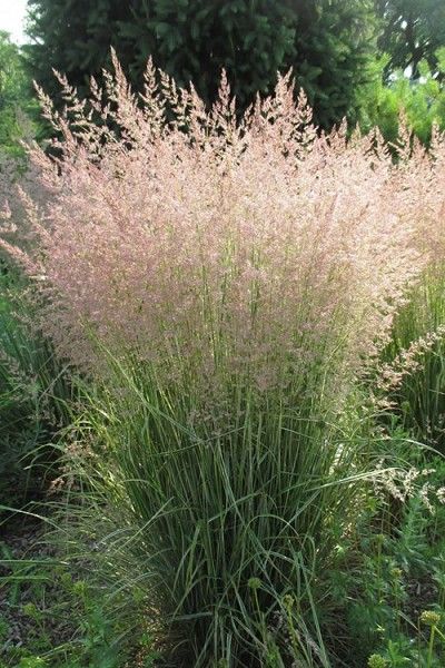 Grass, Karl Foerster 3 gal