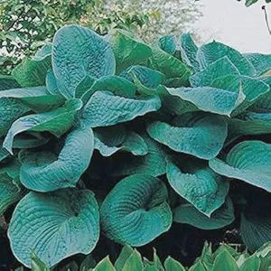 Hosta, Big Daddy 1 gal