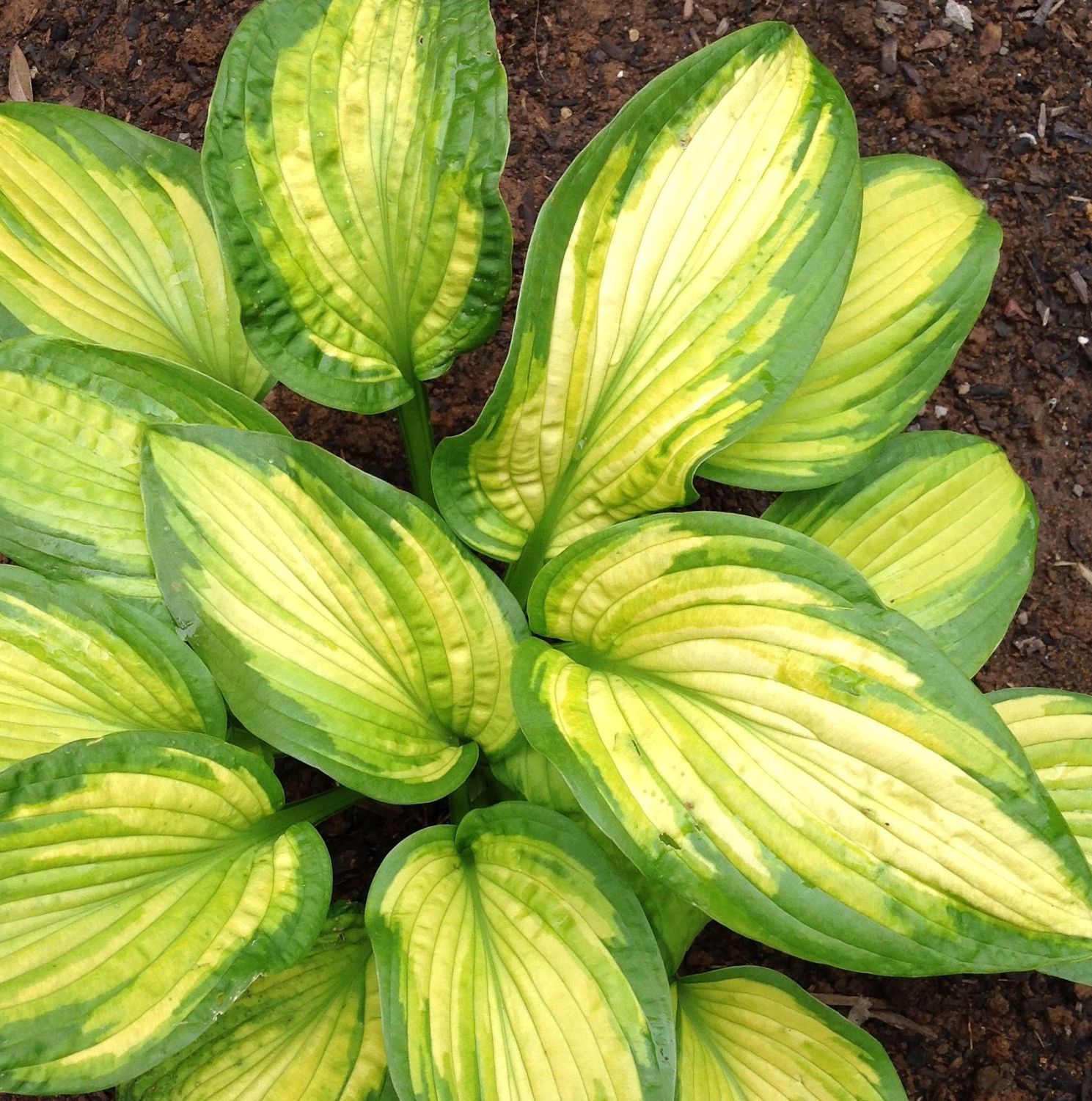 Hosta, Brother Stefan 1gal