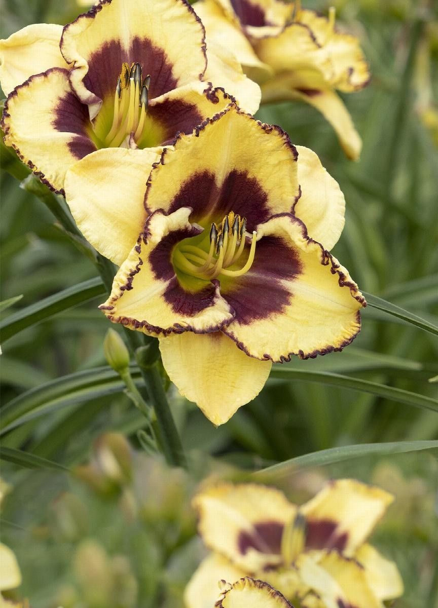 Daylily, Blazing Skye 1 gal