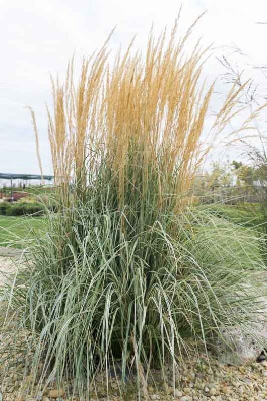Grass, Overdamn 1 gal