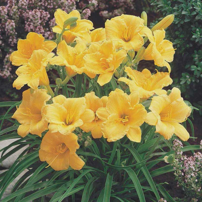 Daylily, Stella D&#39;Ora 1 gal