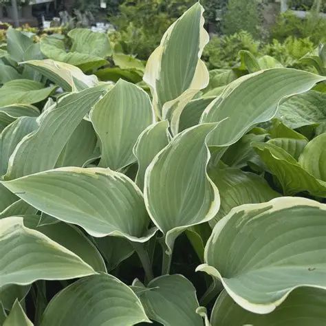Hosta, Regal Splendor 1 gal