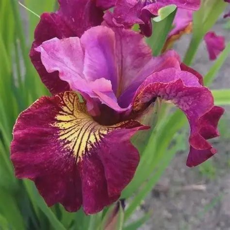 Iris, Miss Apple 1 Gal