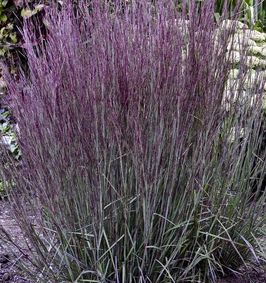 Grass, Little Bluestem Smoke Signal 1 gal