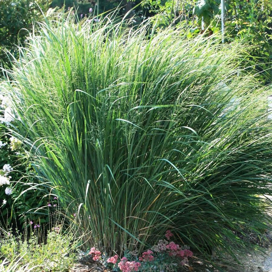 Grass, Northwind Switch 2 gal
