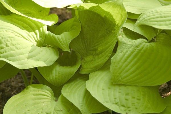 Hosta, August Moon 1 gal