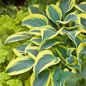 Hosta, Autumn Frost 1 gal