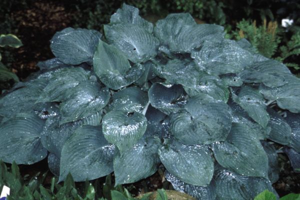 Hosta, Blue Mammoth 1gal