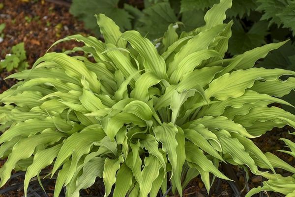 Hosta, Curly Fries 1 gal
